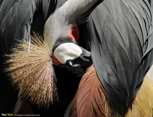 灰冠鹤  笔墨难以形容的美。（摄影：Ricardo Venerando）

尽享世界精采时刻 -《国家地理》摄影社群Your Shot。