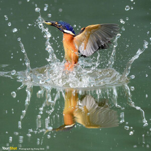 蓝耳翠鸟  过了这麽多天，我非常幸运能捕捉到这一刻。（摄影：Hung Dinh）

尽享世界精采时刻 -《国家地理》摄影社群Your Shot。  记得翠鸟是小时候常常可以见到的，可现在已经很不容易见了，翠鸟入水出水极快，能捕捉记录到这一瞬间，幸运