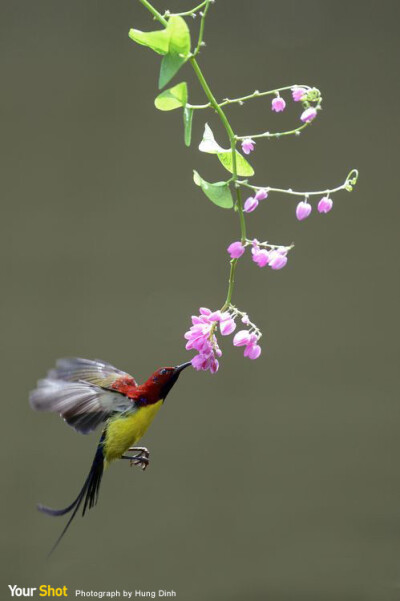 采花大盗 蓝喉太阳鸟（Mrs Gould's Sunbird）。（摄影：Hung Dinh）
尽享世界精采时刻 -《国家地理》摄影社群Your Shot。