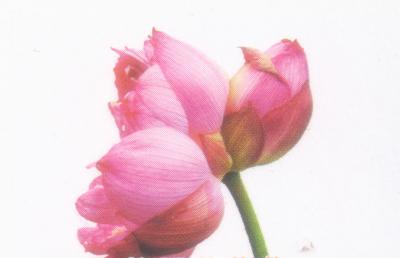 三人行必有我妹