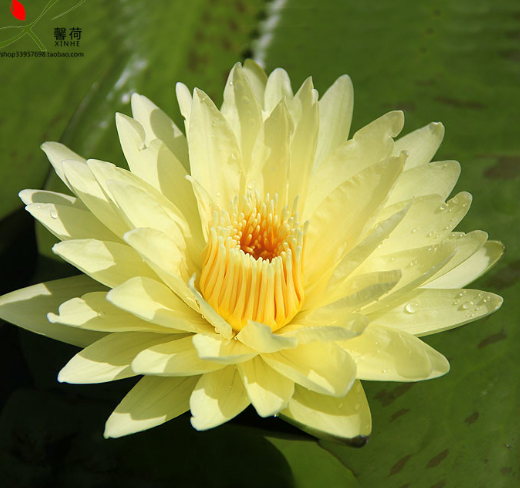 九品香水莲花，原产地：台湾