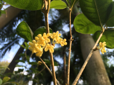 晨起鍛鍊，偶遇路邊的花香，很好聞，便忍不住親近它，迎著光，它是金黃色的。還記得小時最愛把它摘下來放在衣襟里，或夾在書本中，以這樣的方式儲藏它的香氣，雖然留的久，卻沒有這樣自然的香。