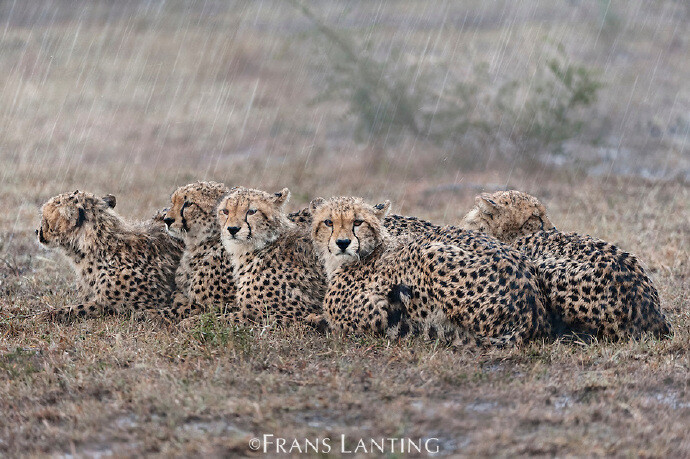 Cheetah in the rain