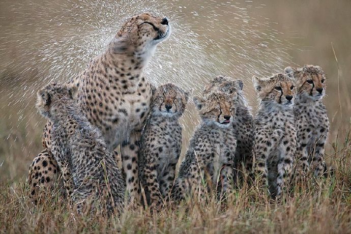 Cheetah in the rain