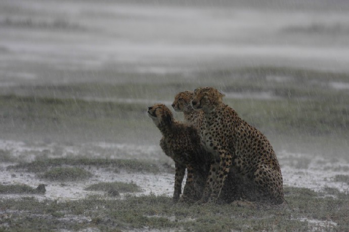 Cheetah in the rain