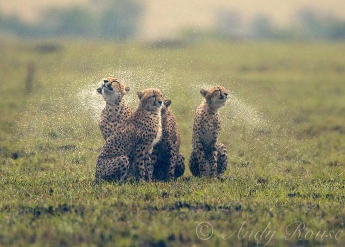 Cheetah in the rain