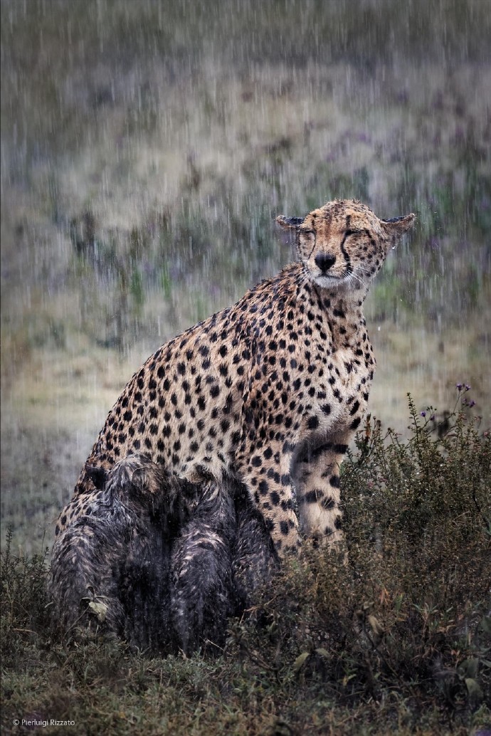 Cheetah in the rain