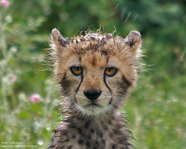 Cheetah in the rain