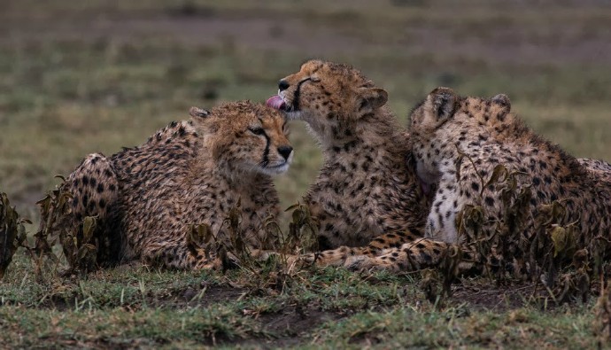 Cheetah in the rain