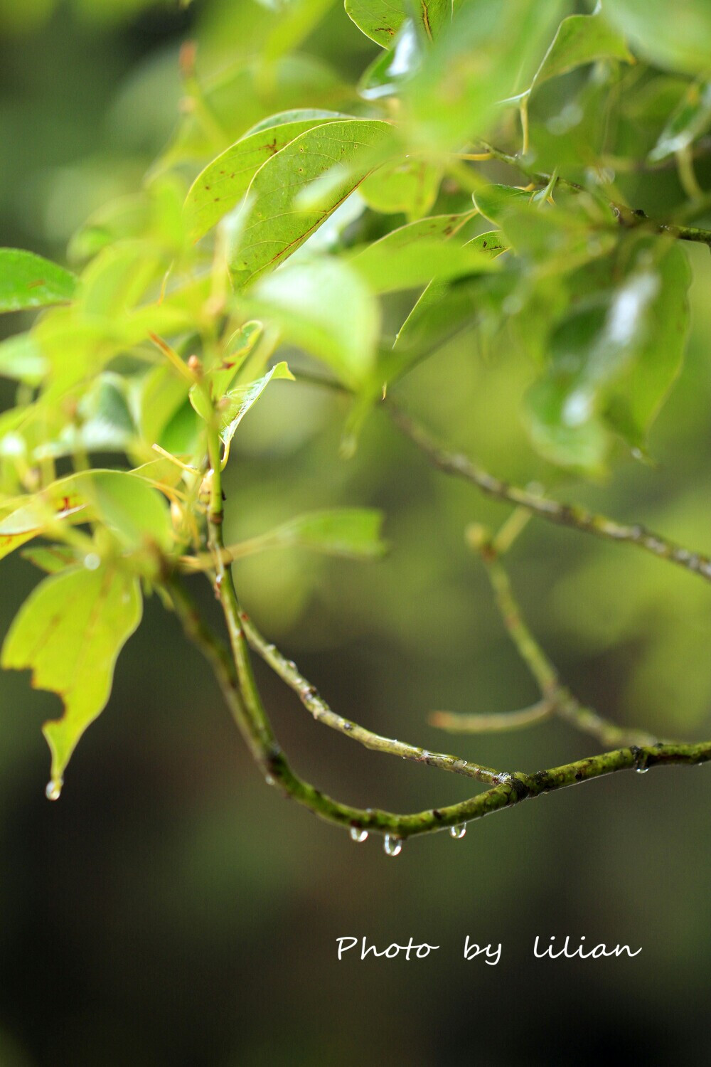 秋天的雨。