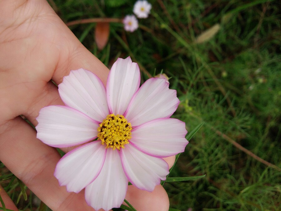 格桑花