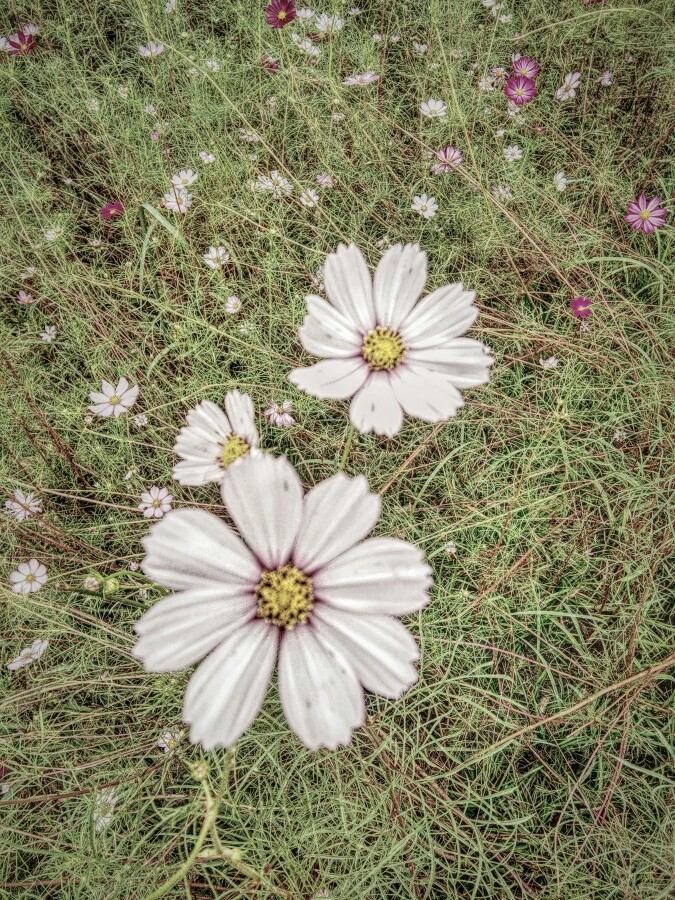 格桑花