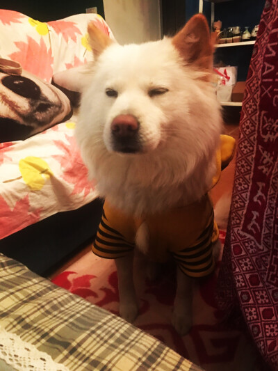 半梦半醒的傻子