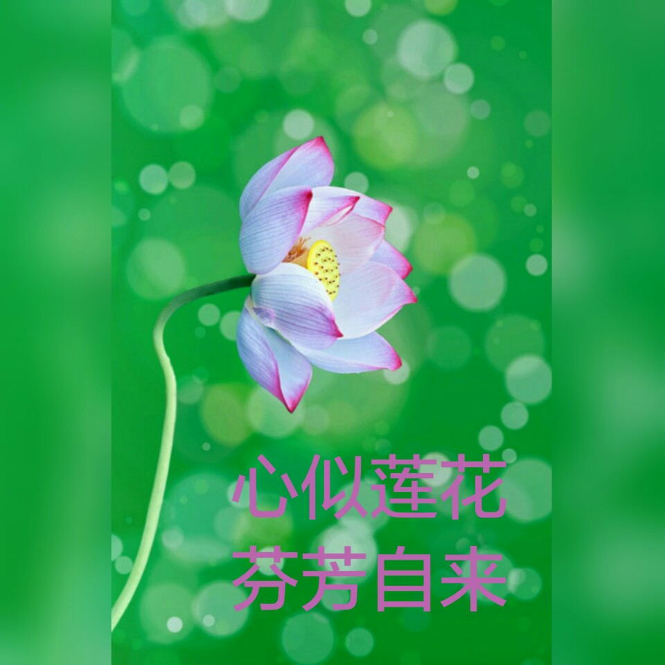 心似莲花
芬芳自来