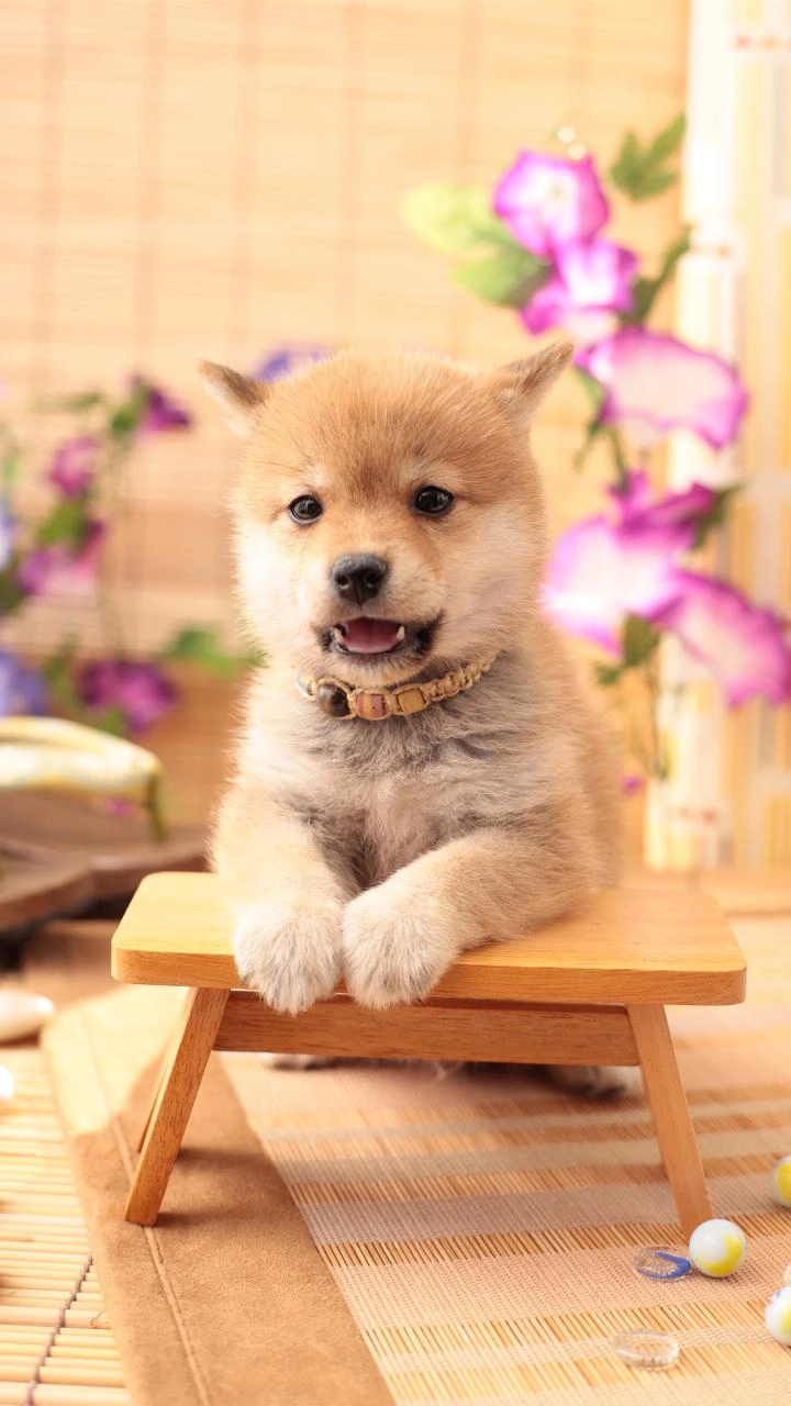 ●狗狗