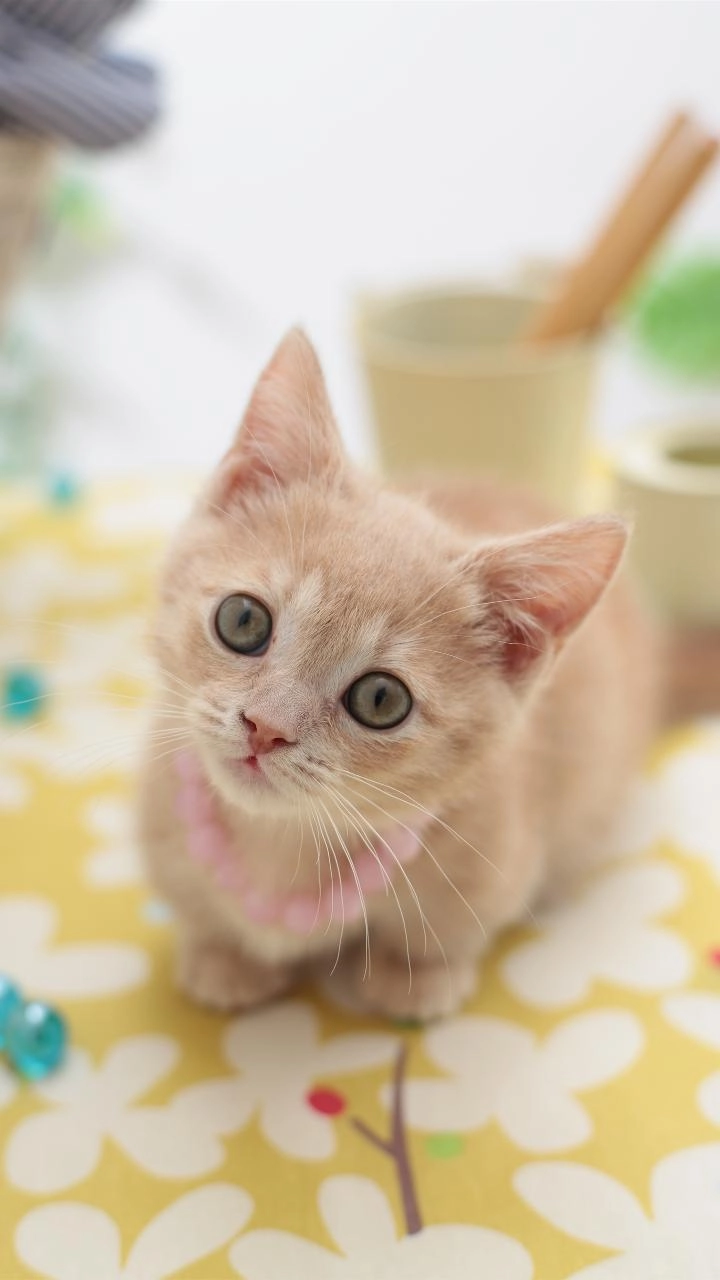 ●猫咪