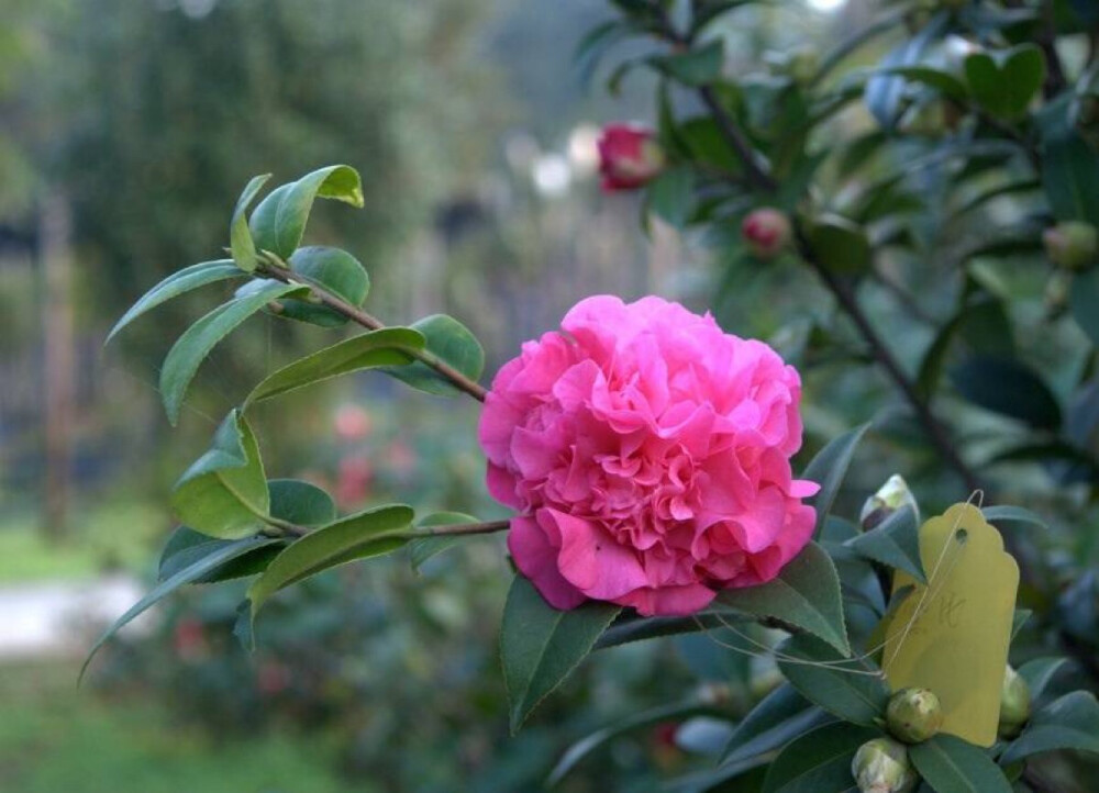 犹爱并山茶，开花一尺盈 …