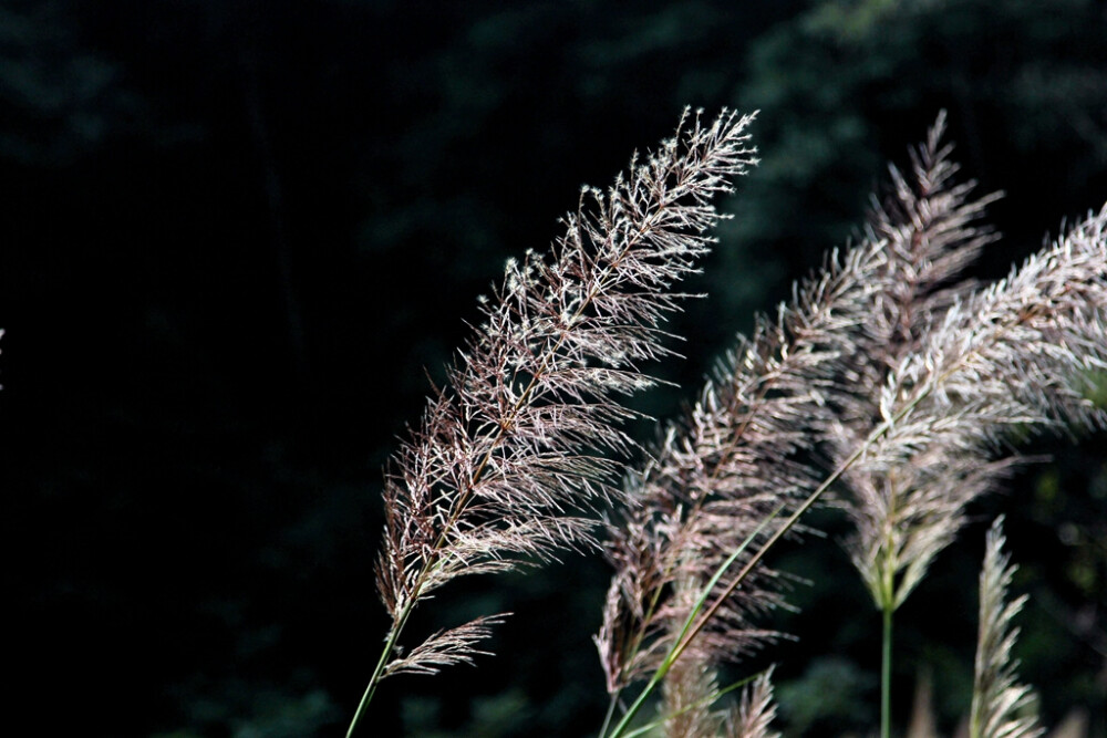 风中芦苇