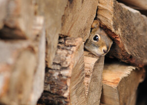 出趟门儿不容易呀