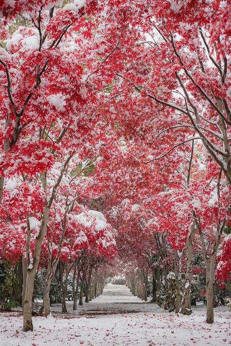 北海道札幌市，两侧开满红叶的林荫道上，恰逢雪落。