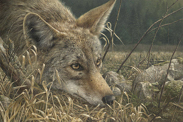 野生动物写实绘画 来自加拿大水彩艺术家Denis Mayer Jr.