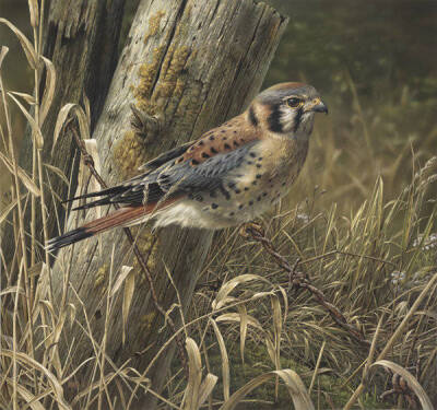 野生动物写实绘画 来自加拿大水彩艺术家Denis Mayer Jr.