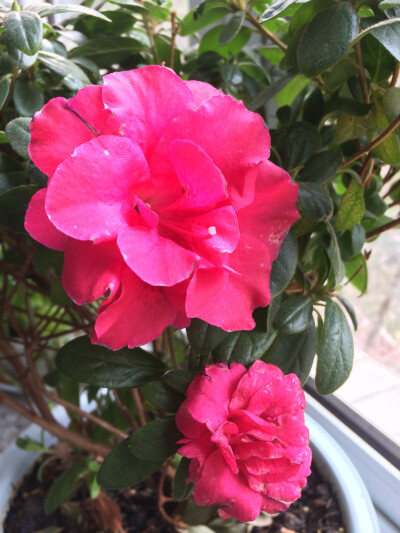 你喜欢看绿叶，但你不能阻挡花开…