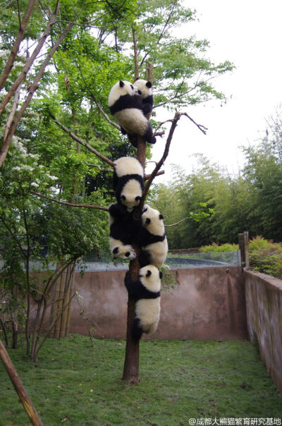 #熊猫趣图#@PANDAPIA