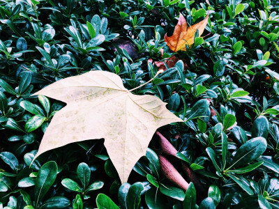 一个夏季熬成一个秋。