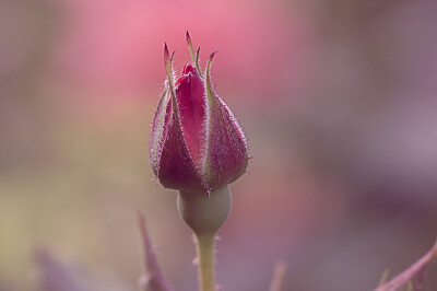 花坊