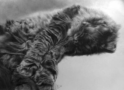 猫咪超写实素描 Paul Lung