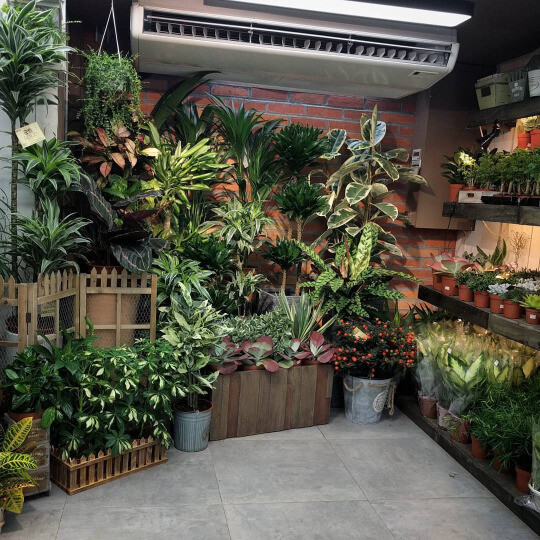 More plant shops in Hong Kong
~
~
#hongkong #flowermarket #houseplantjournal #plants #gardening #leaf #botanical #greenthumb #greenery #foliage #plantlife #botany #houseplantclub #greenfingers #houseplants #indoorplants #plantlove #plantstagram #plantshop (at 花墟 Flower Market)