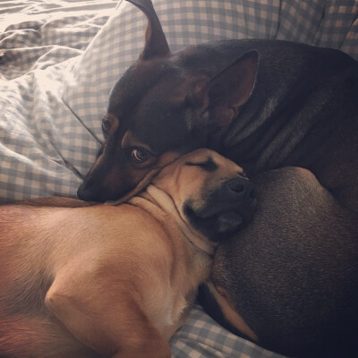 粑粑永远保护你 