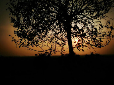 夕阳下的你我，影子被拉长~树影，晚霞，风景