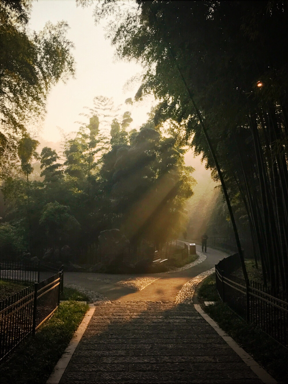 金色的阳光透过树叶的缝隙洒下 仿佛是童话里才会出现的场景 这里是杭州