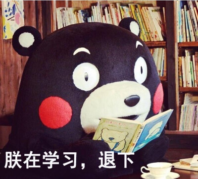 朕在学习，退下kumamon 熊本熊蠢熊