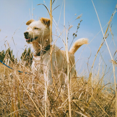 一条来自北方的田园犬
笨笨