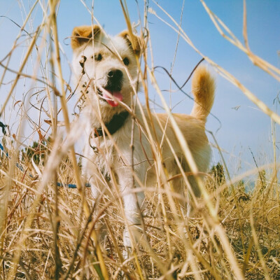 一条来自北方的田园犬
笨笨