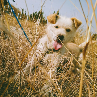 一条来自北方的田园犬
笨笨