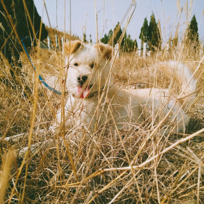 一条来自北方的田园犬
笨笨