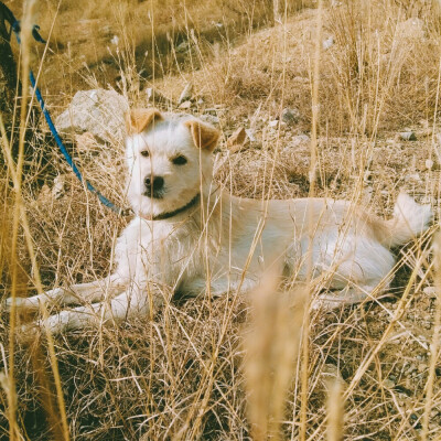 一条来自北方的田园犬
笨笨