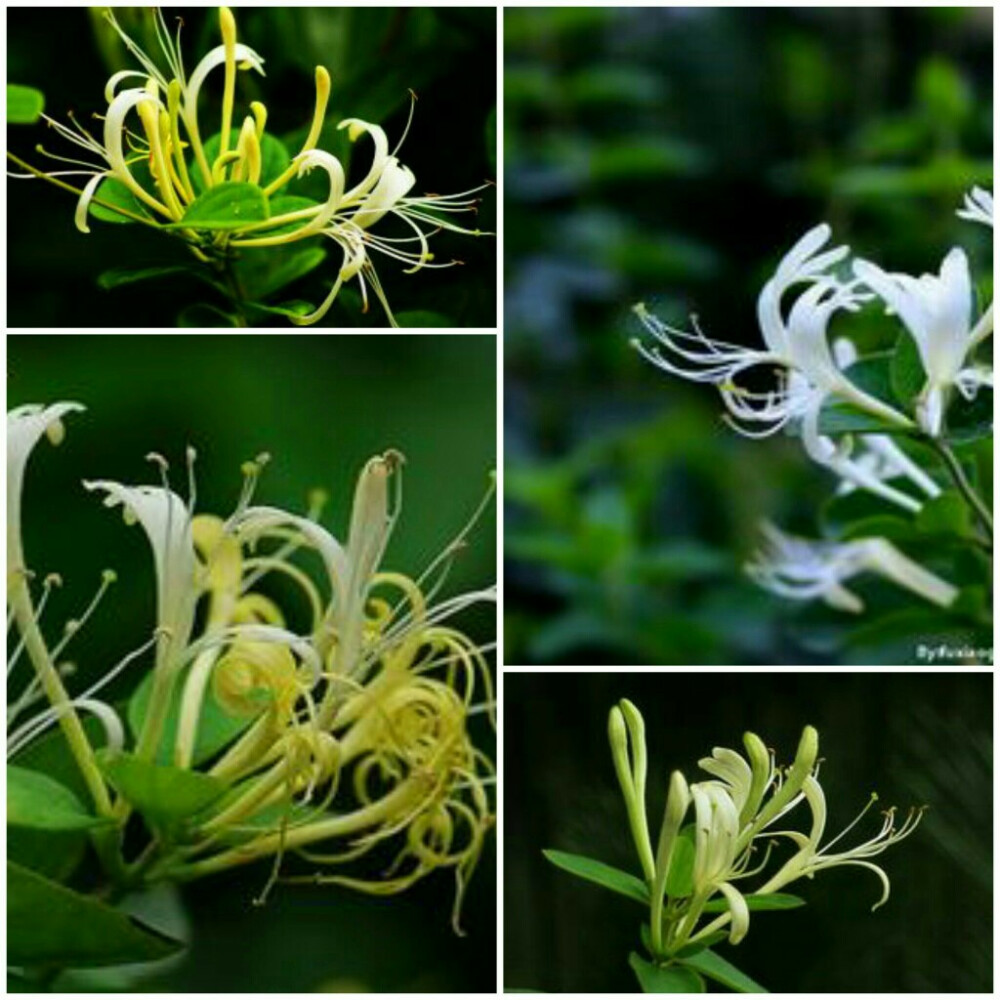 金银花
花语
鸳鸯成对、厚道之意，诚实的爱、真爱
传说
在民间传说中金银花是爱情的见证之花。相传在很久以前，有个书生偶遇一富家小姐，两人一见钟情，便在、丫环的安排下频频约会。有一天他们在园林中散步时，发现有一种花成对开放且清香特别，两人触景生情，便指花为盟，私定了终生。不料，姑娘的父母知晓后，因嫌弃书生家境贫寒，坚决不同意这门亲事，硬要将他们拆散。知道真相的书生从此发奋苦读，最终考中了状元，并将姑娘明媒正娶，有情人终成眷属。从此，他们把定情之花栽得满院皆是。这种花就是金银花。因此，人们又称它为“鸳鸯花”。
诗云
天地细蕴夏日长，金银两宝结鸳鸯。
山盟不以风霜改，处处同心岁岁香。