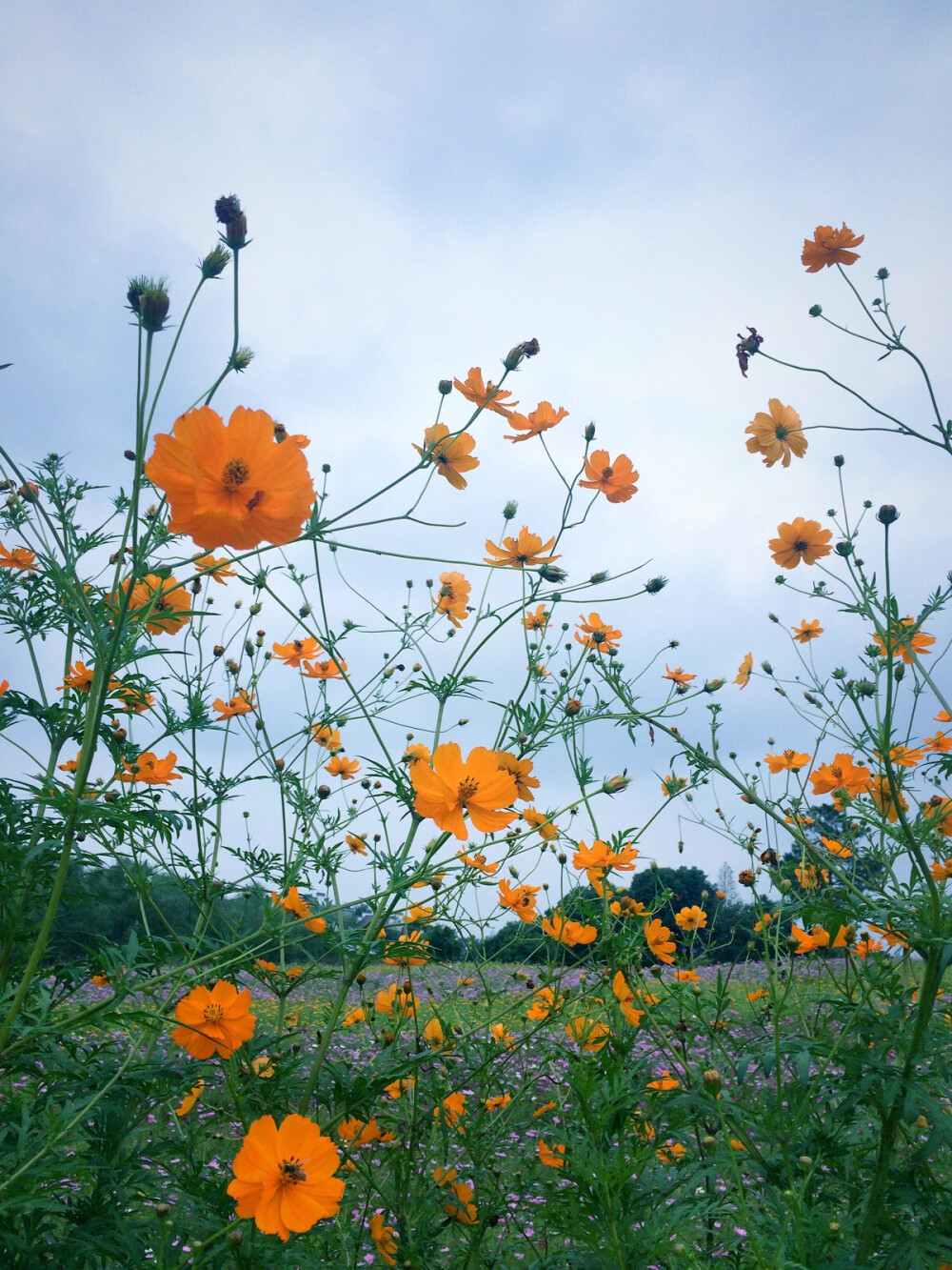 格桑花