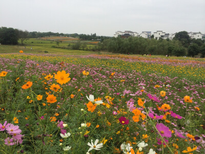 格桑花