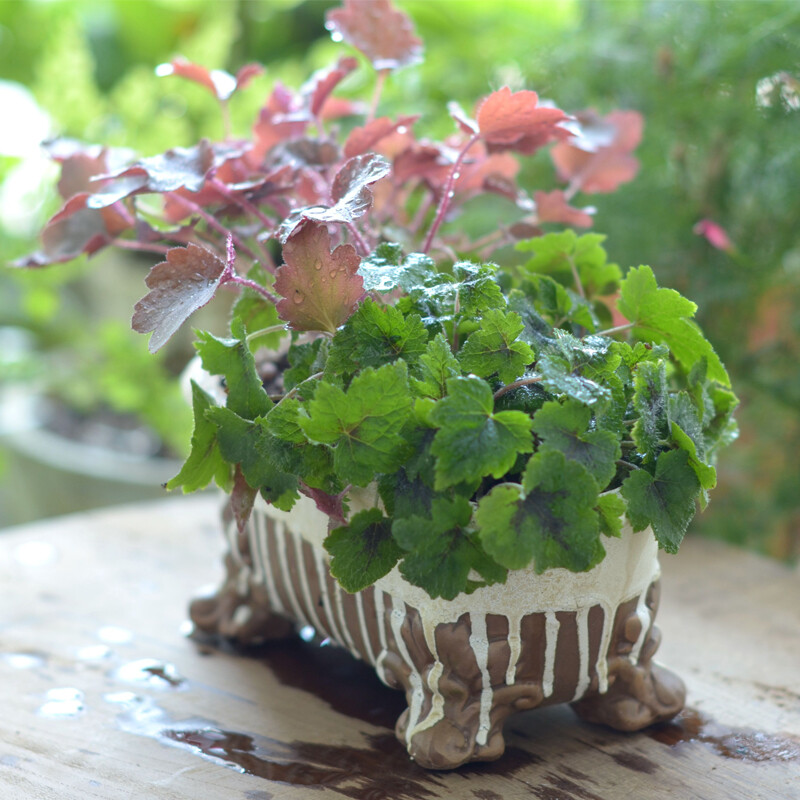 暖暖半岛 复古红陶花盆仲夏多肉花盆玫瑰花器绿植盆