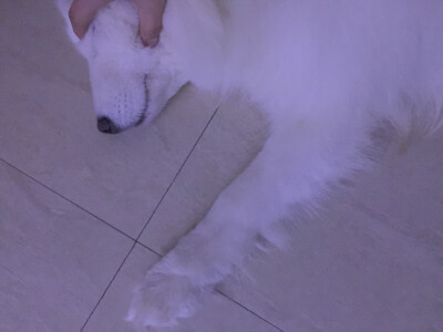 胖狗的嘴脸最讨人喜欢