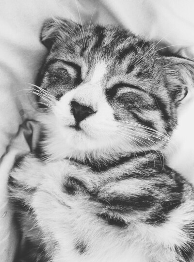 家有一猫 名曰狗蛋
