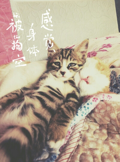 喵