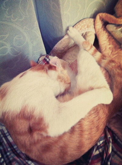 猫咪