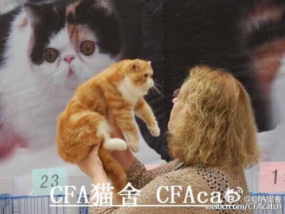 品种纯正源于专业繁殖！cfa猫舍-加菲猫原种基地欢迎您！#cfa纯种猫俱乐部# cfa中国纯种猫繁育基地欢迎阁下品鉴莅临！地址：北京市通州区台湖镇尖伐村 电话/微信：13716496668